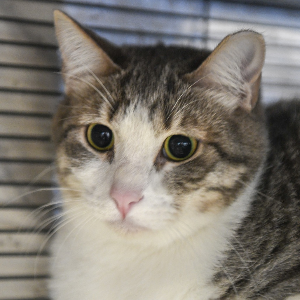 Olive - Domestic Shorthair