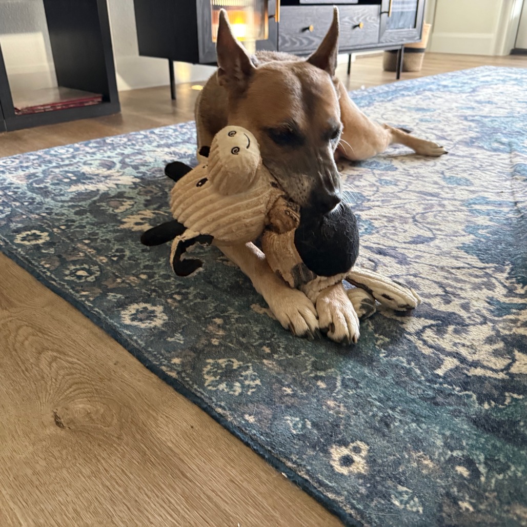 HOLLIE - Malinois, Belgian / Mix available for adoption