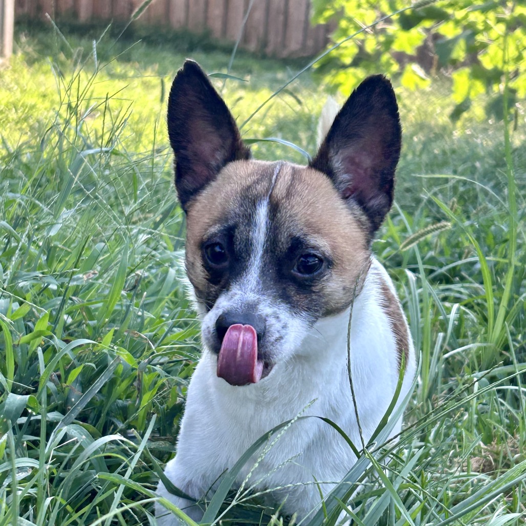 Scooby, photo 4 of 8
