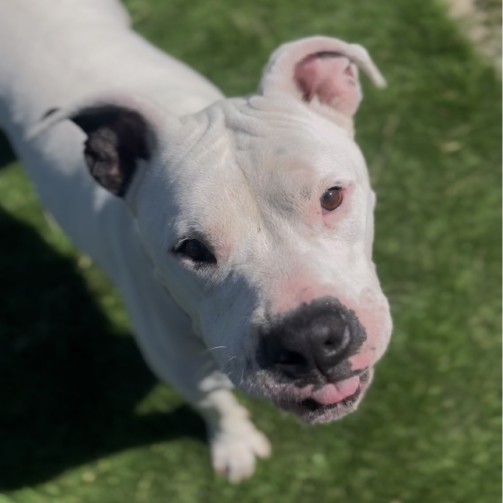 Hank