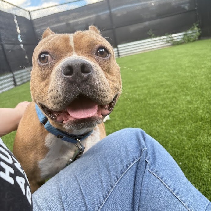 Photo of DOG 9