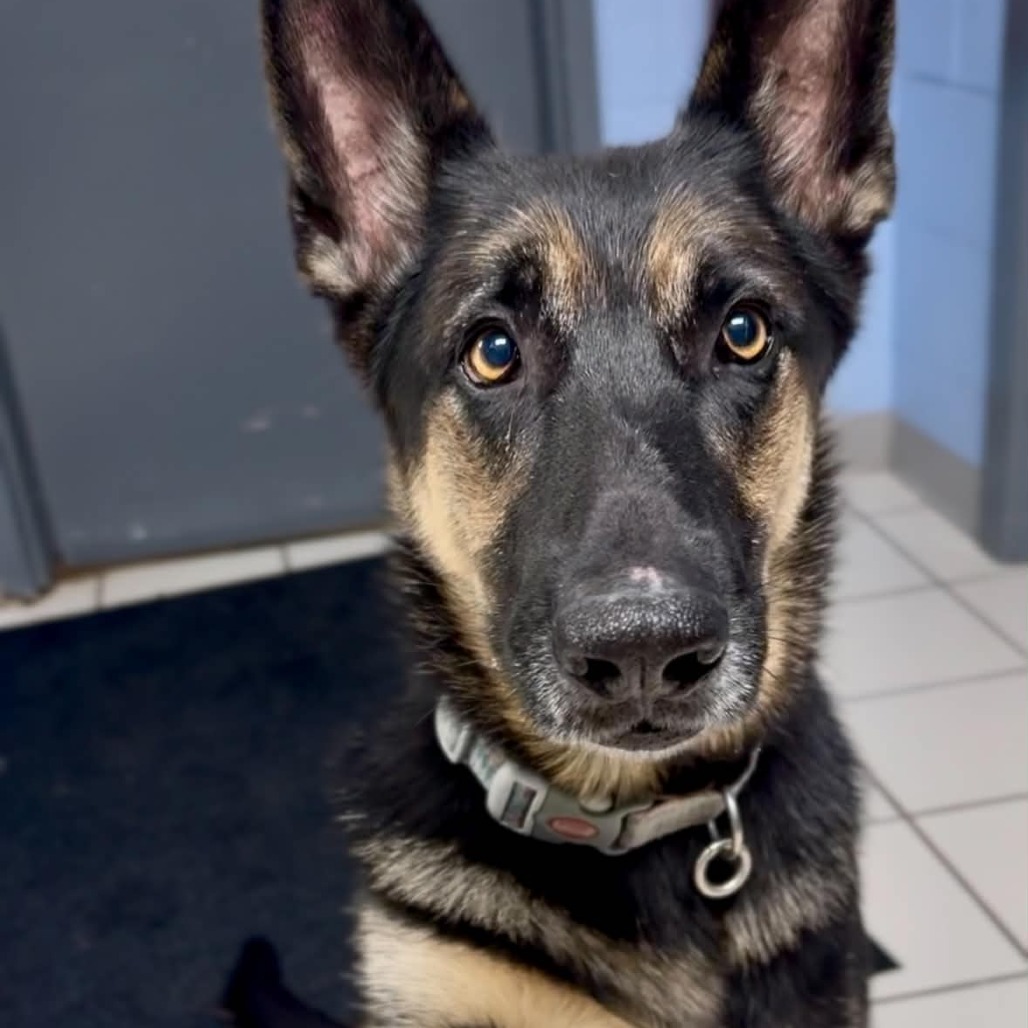 AVA - Shepherd, German / Mixed Breed (Medium) available for adoption