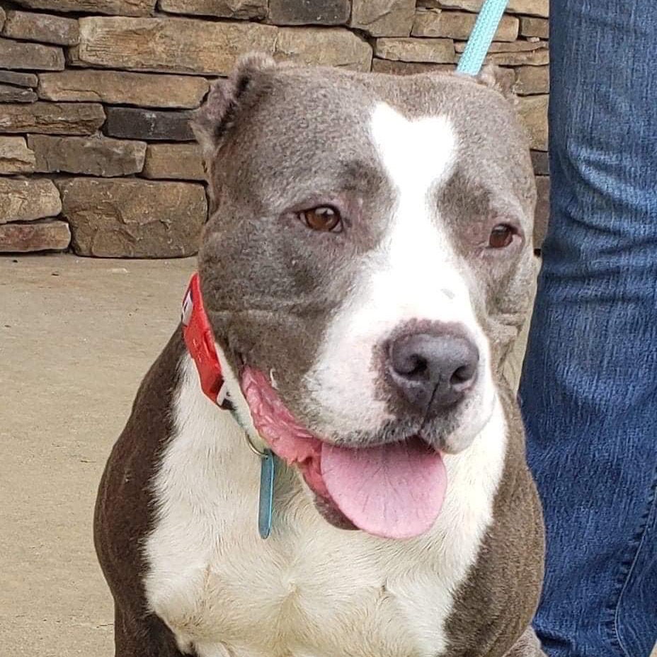 Laurel, photo 15