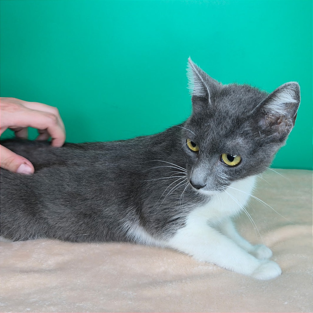 SALLY - Domestic Shorthair available for adoption