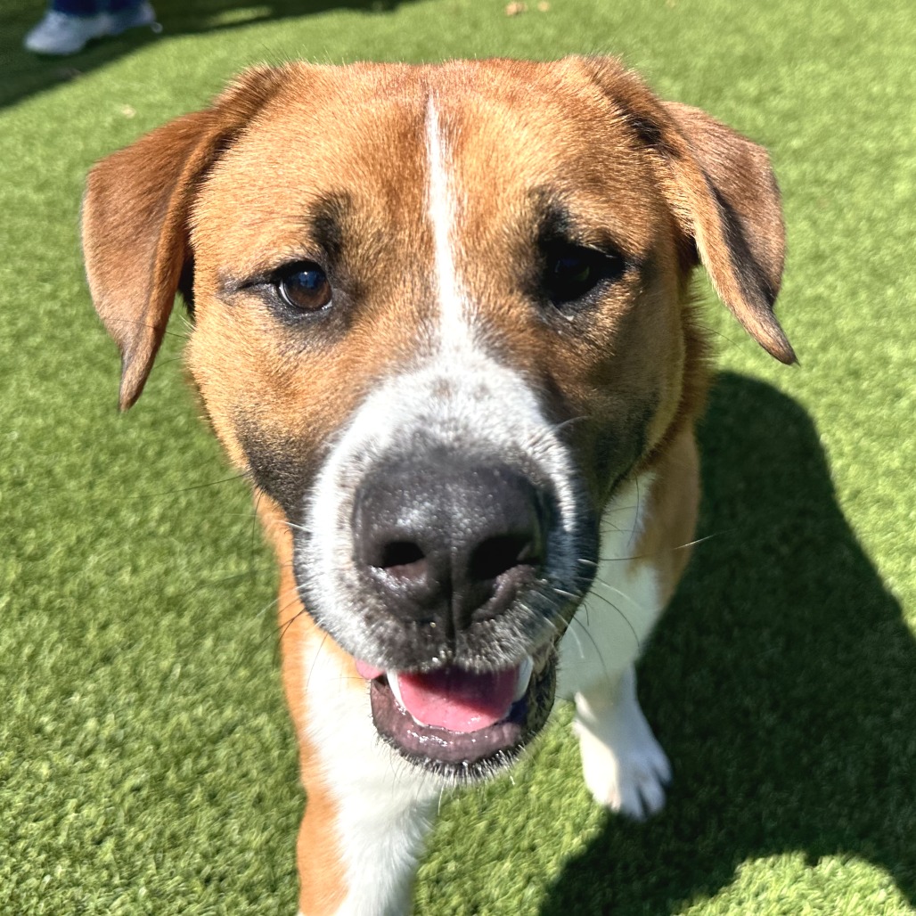 BONES - Mixed Breed (Large) available for adoption