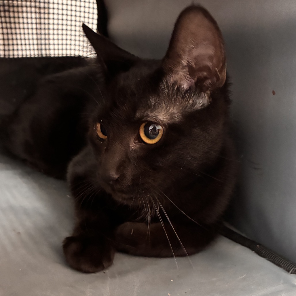 SHADOW - Domestic Shorthair available for adoption