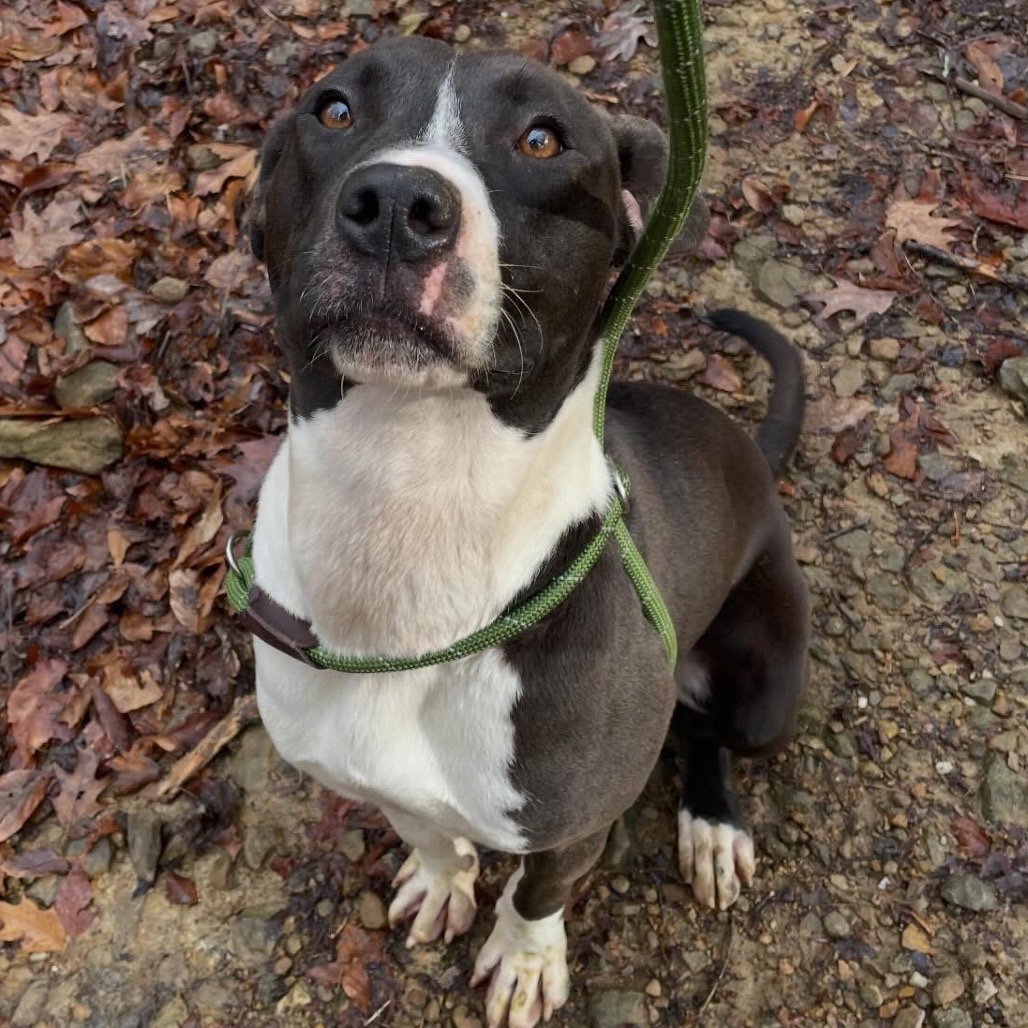 Flinstone — thumbnail 4