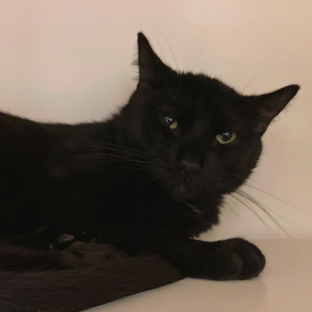 SEA URCHIN - Domestic Shorthair available for adoption
