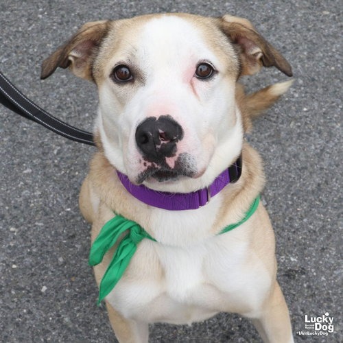 GHOST - Bulldog / Mix available for adoption
