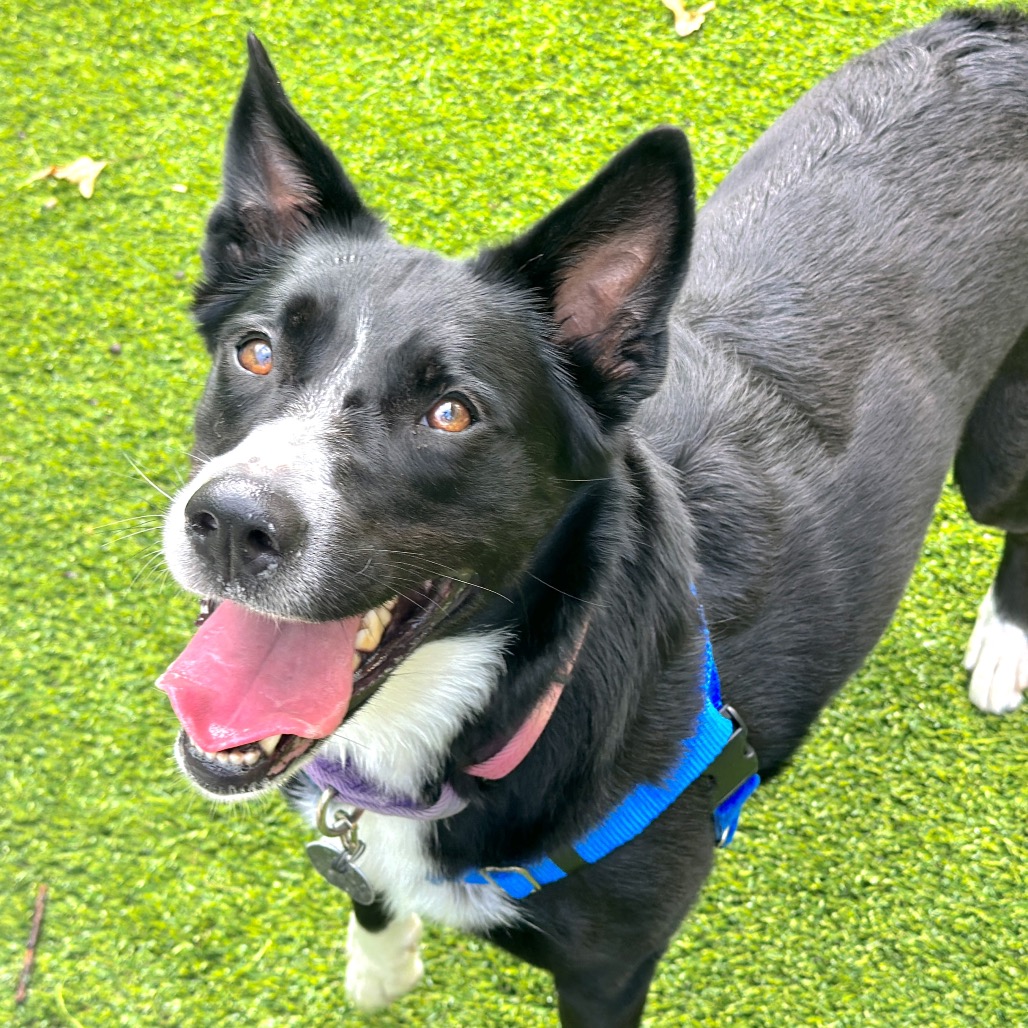 NOVA - Collie / Border available for adoption