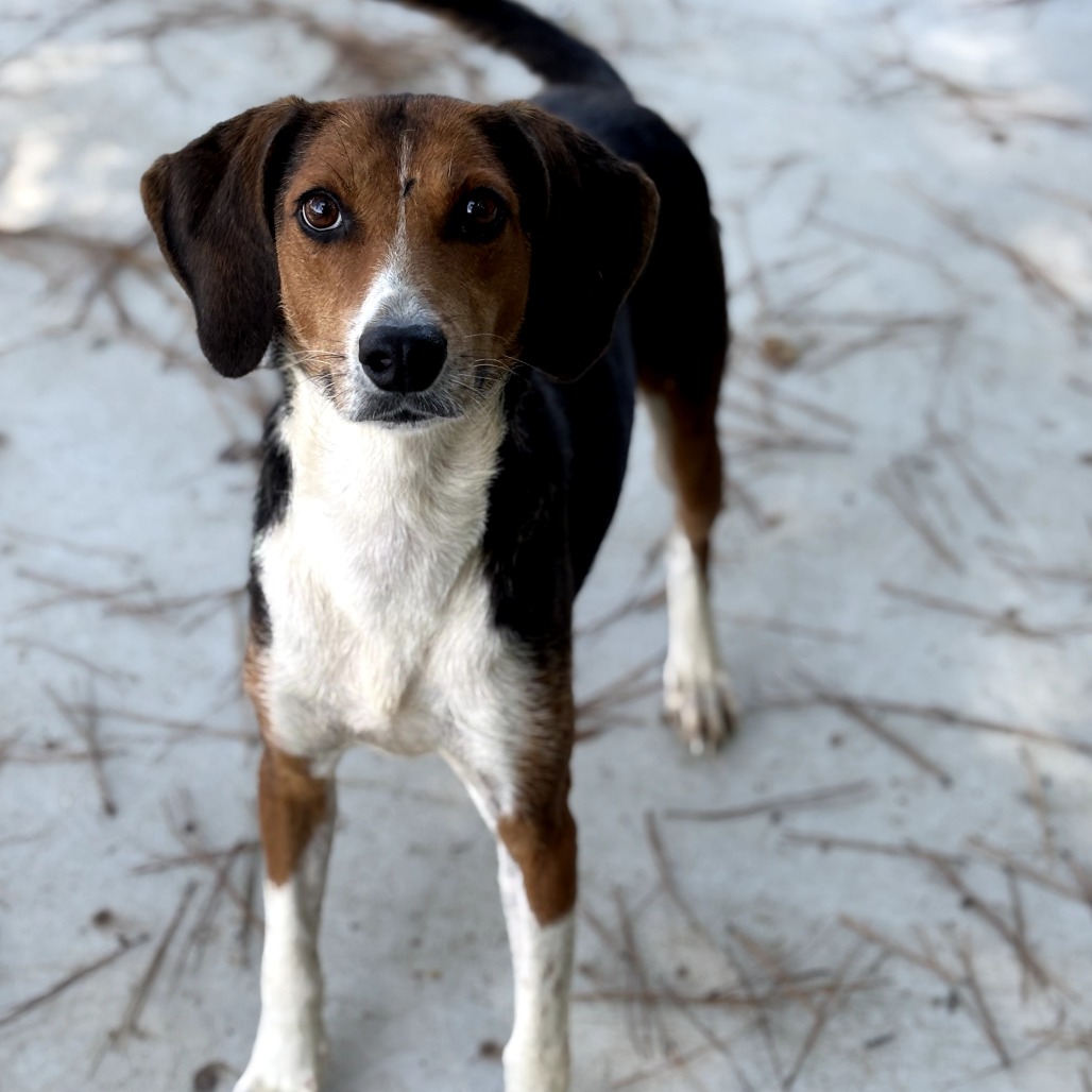 Fern — thumbnail 2