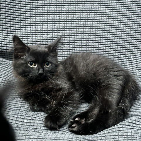 Caesar, photo 5