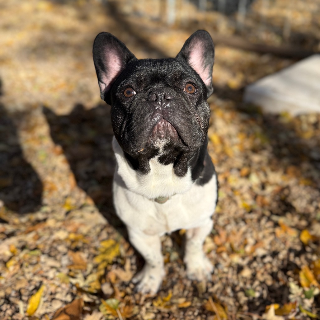 Gus is available for adoption at Shelter From the Storm Animal Rescue