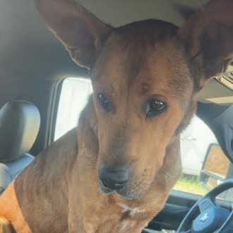 Scooby, photo 2
