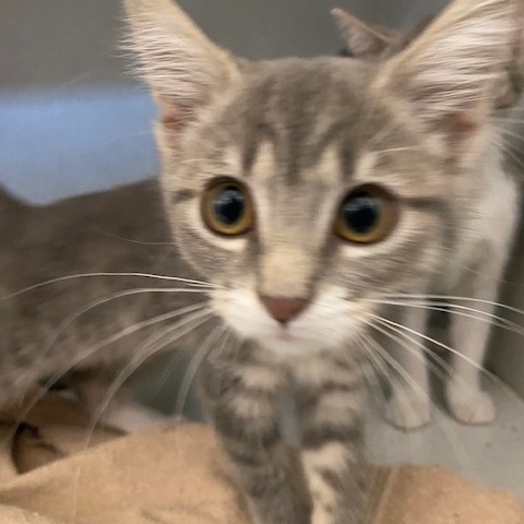 BELMONT - Domestic Shorthair available for adoption