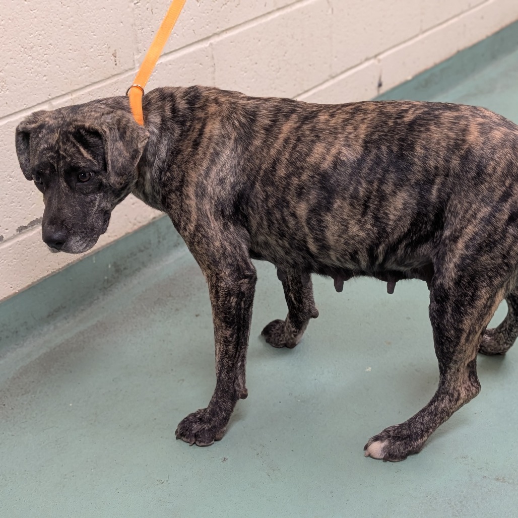 Daisy Duke (Formerly Phoebe), photo 23