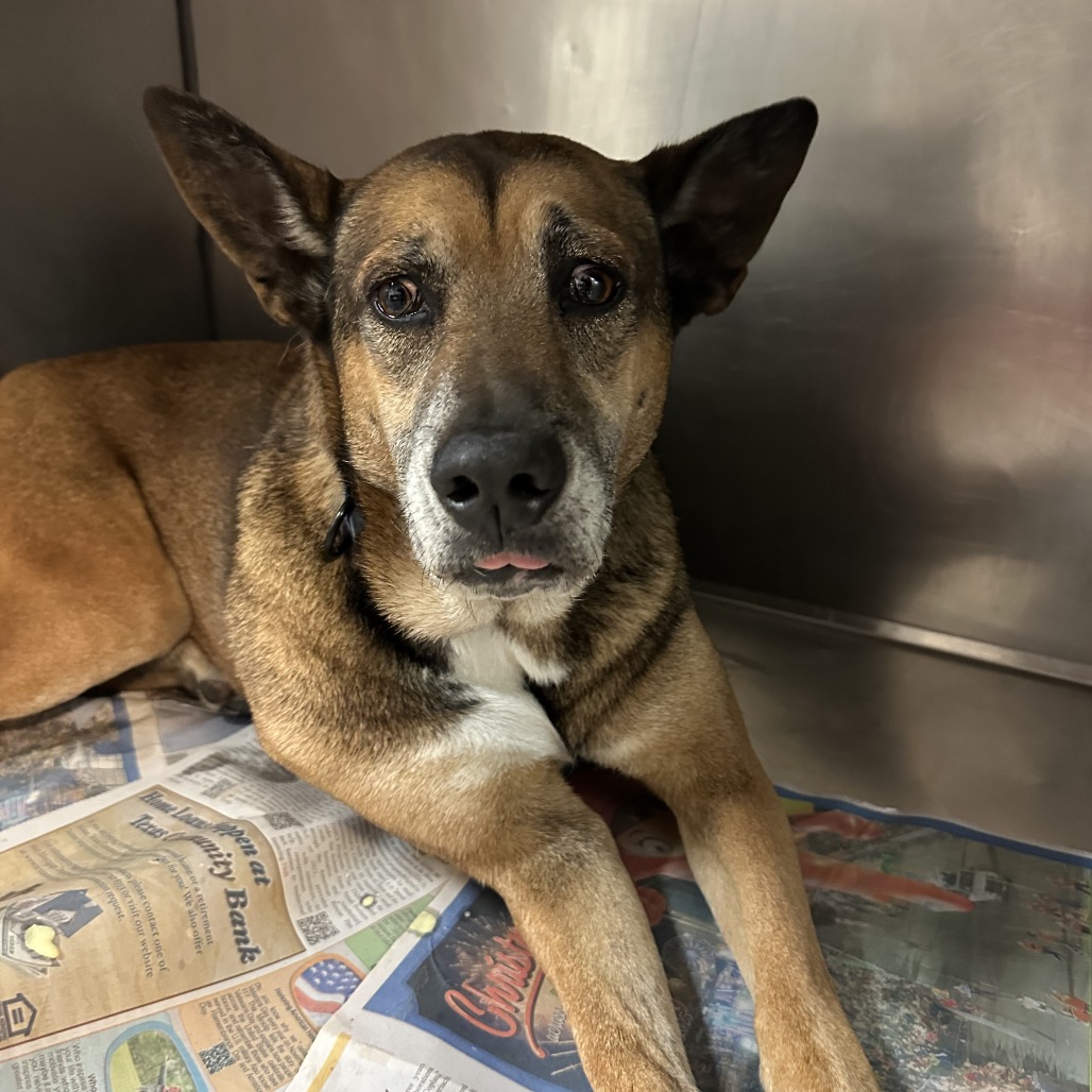 Doggo, available for adoption at PVAS