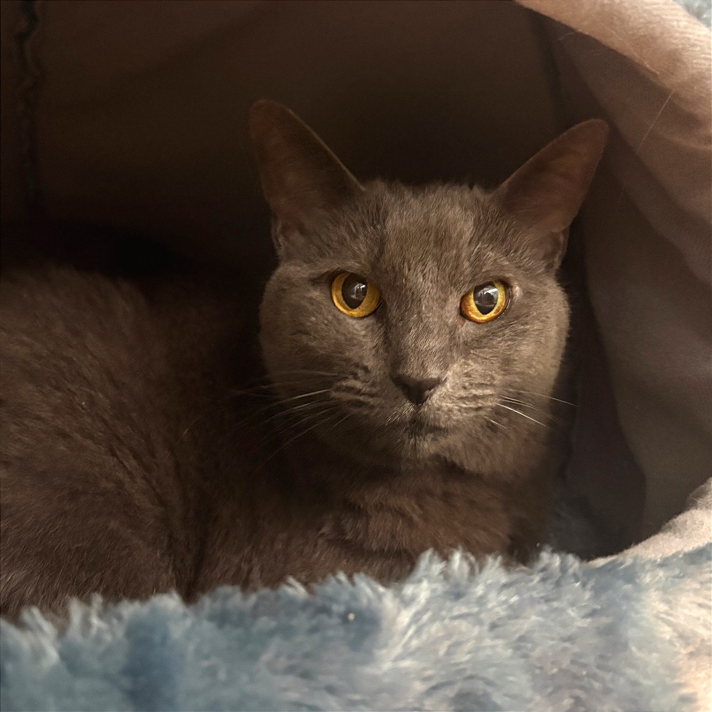 Close-up photo of Suca