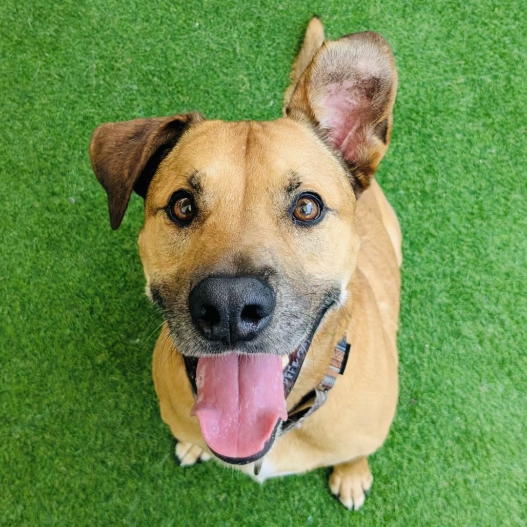 ANGUS - Hound / Ridgeback, Rhodesian for adoption in Fort Lauderdale