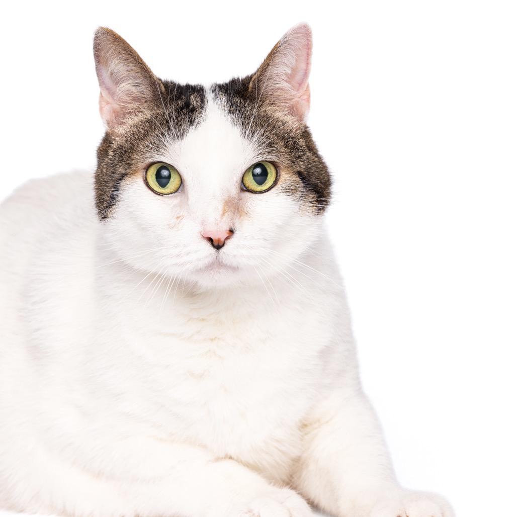 HUNTER - Domestic Shorthair available for adoption