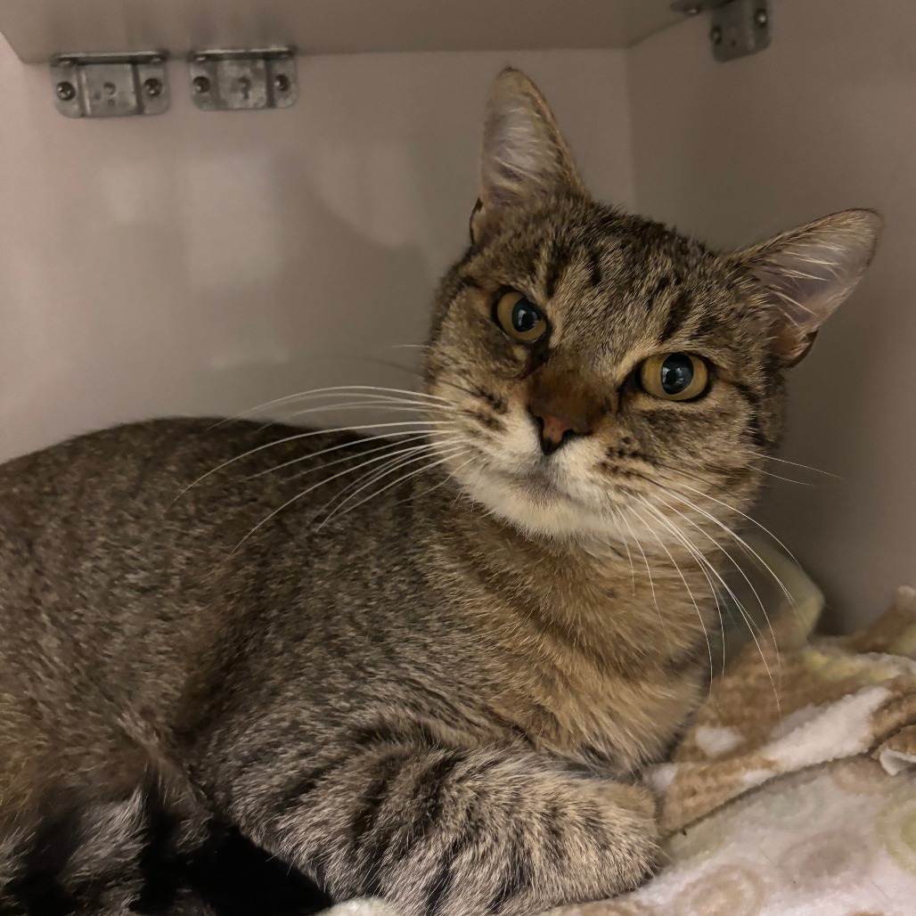 Tawny - Domestic Shorthair
