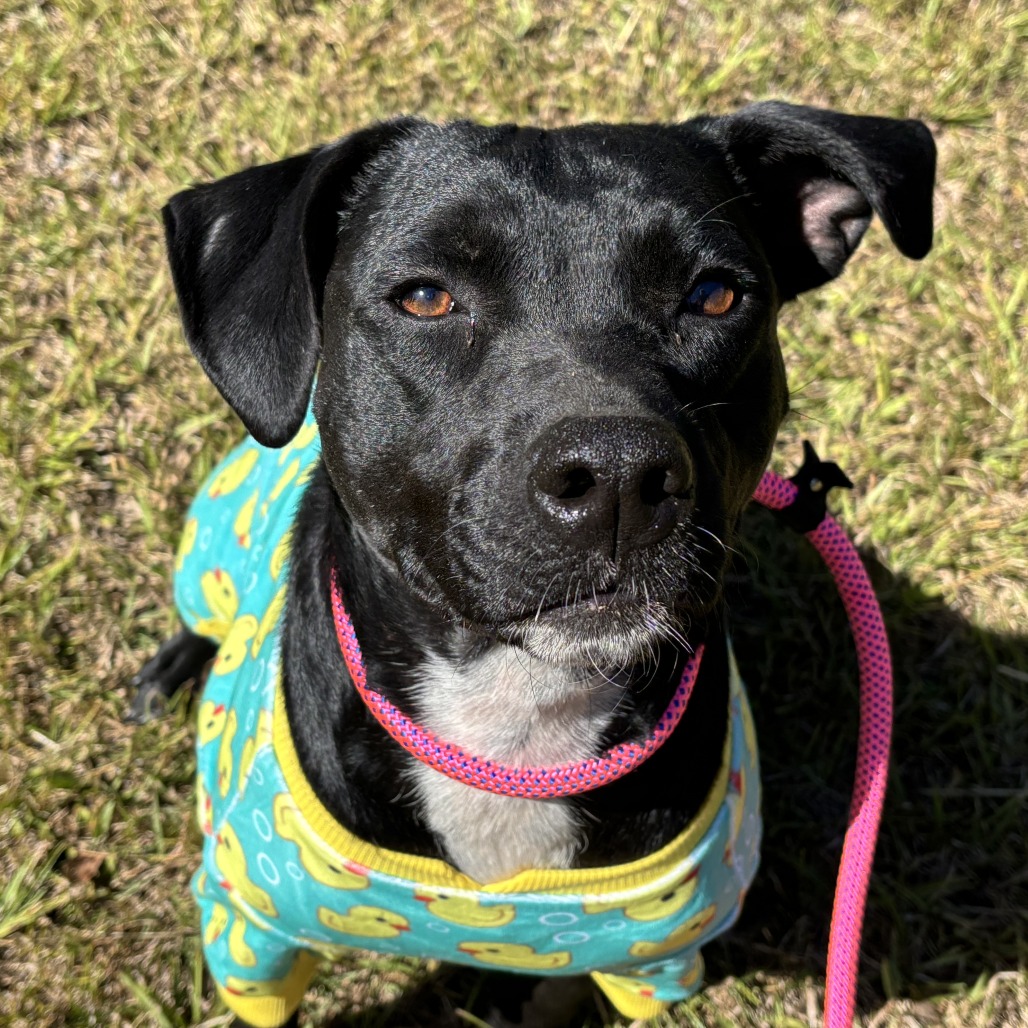 Tia (waiting for 1 1/2 years), photo 14