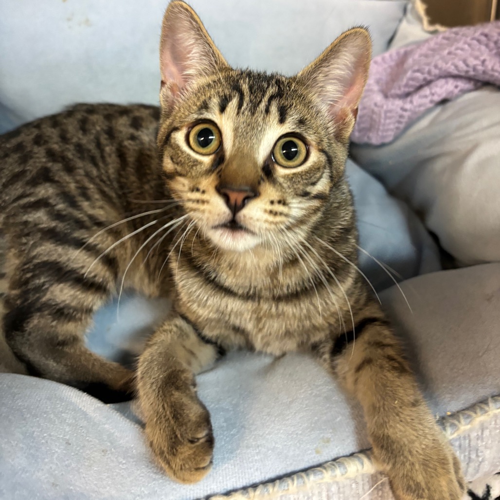 Apple Pie - Domestic Shorthair