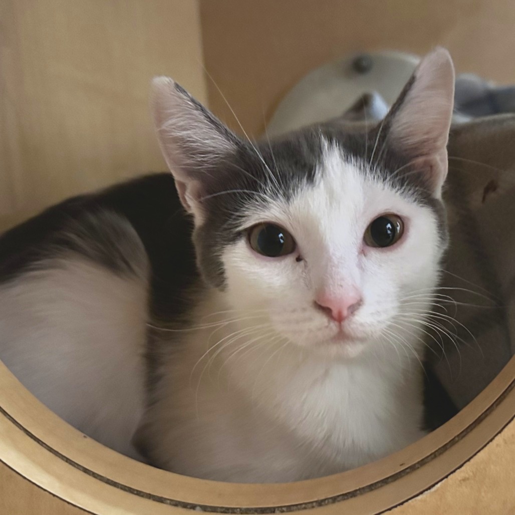 EMERALD JADE - Domestic Shorthair available for adoption