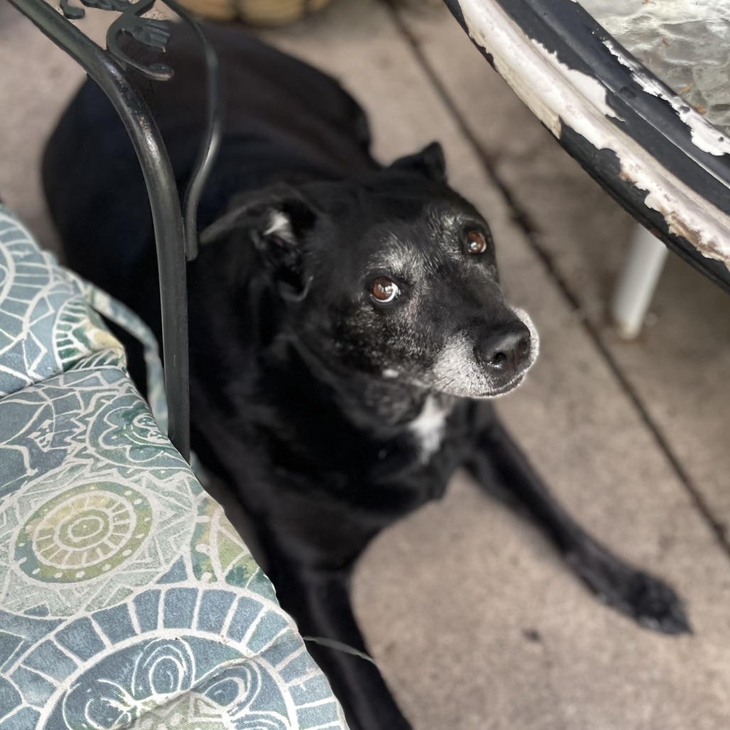 Pearl D11732, photo 13