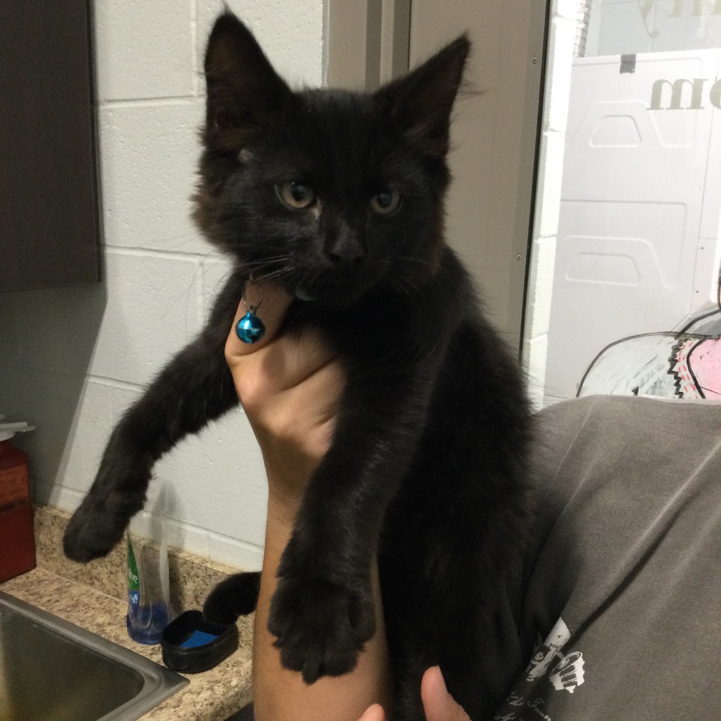 BATMAN (BLUE) - Domestic Shorthair available for adoption
