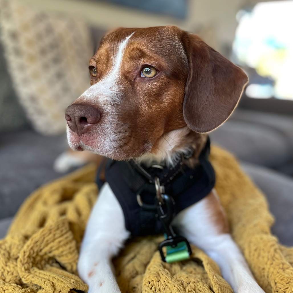 Another portrait of Red