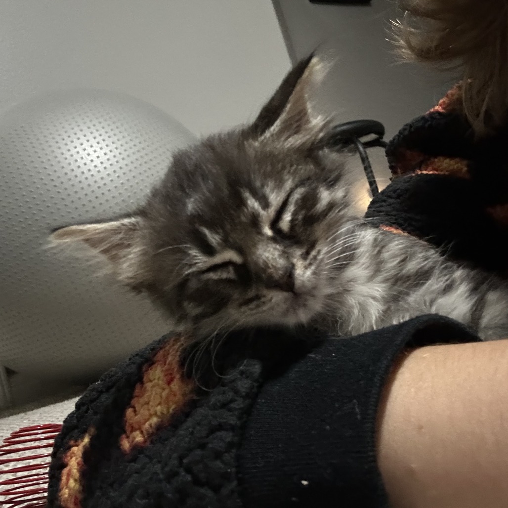 JOPHIEL - Domestic Shorthair available for adoption