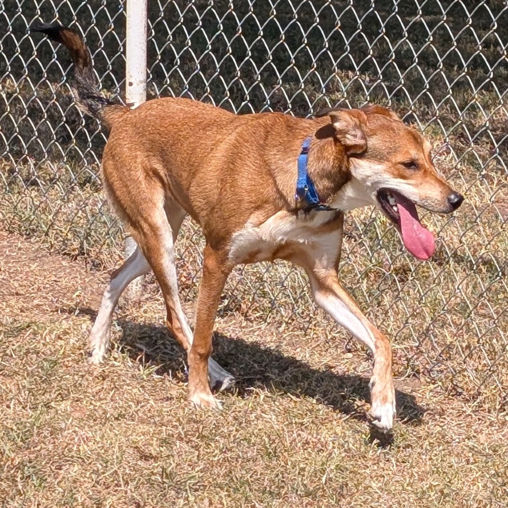 Cooper photo 17