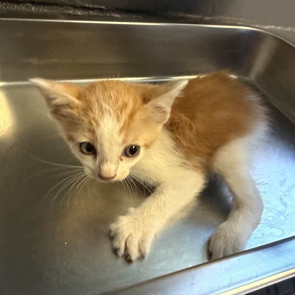 Tusc Stray 84839 2