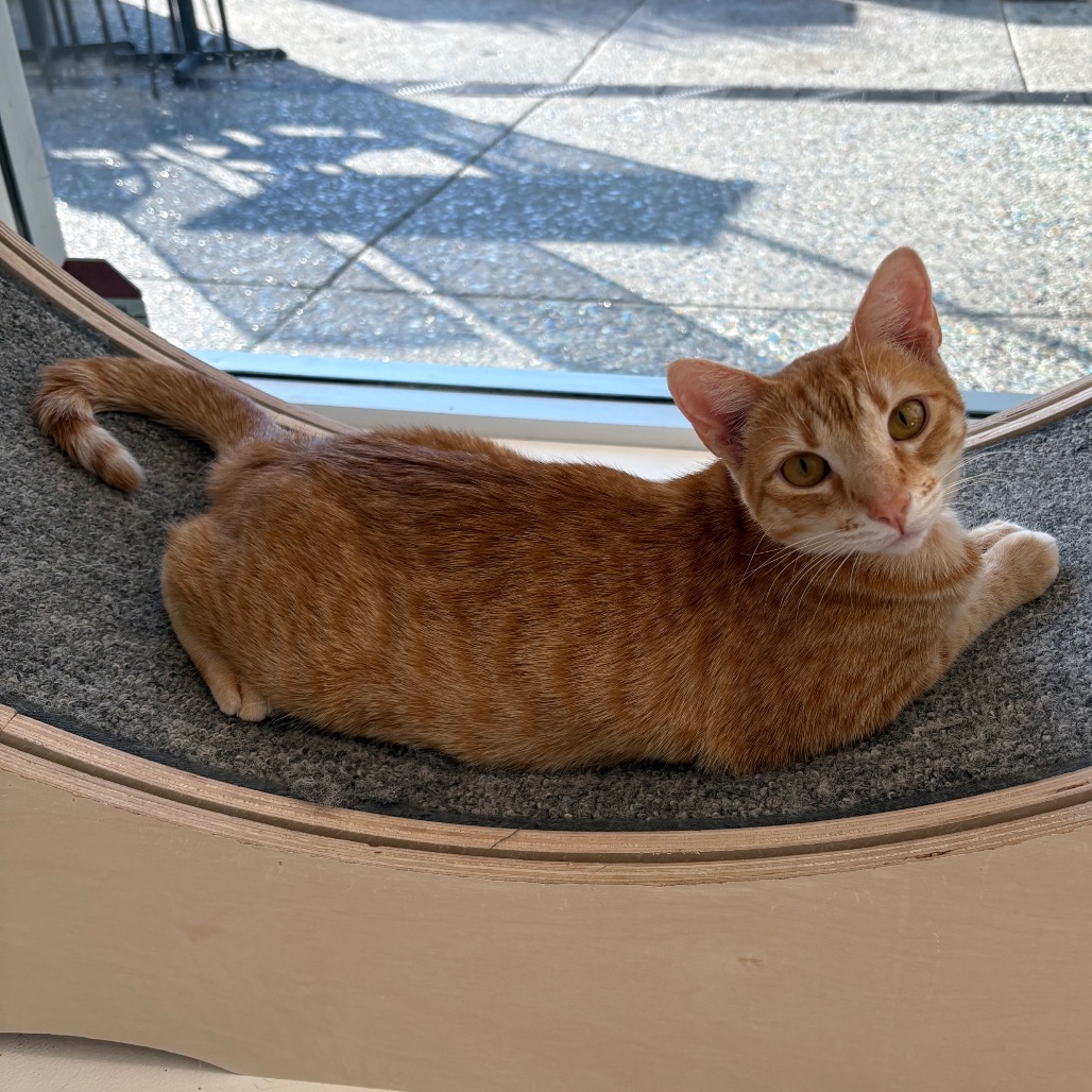 Nacho
