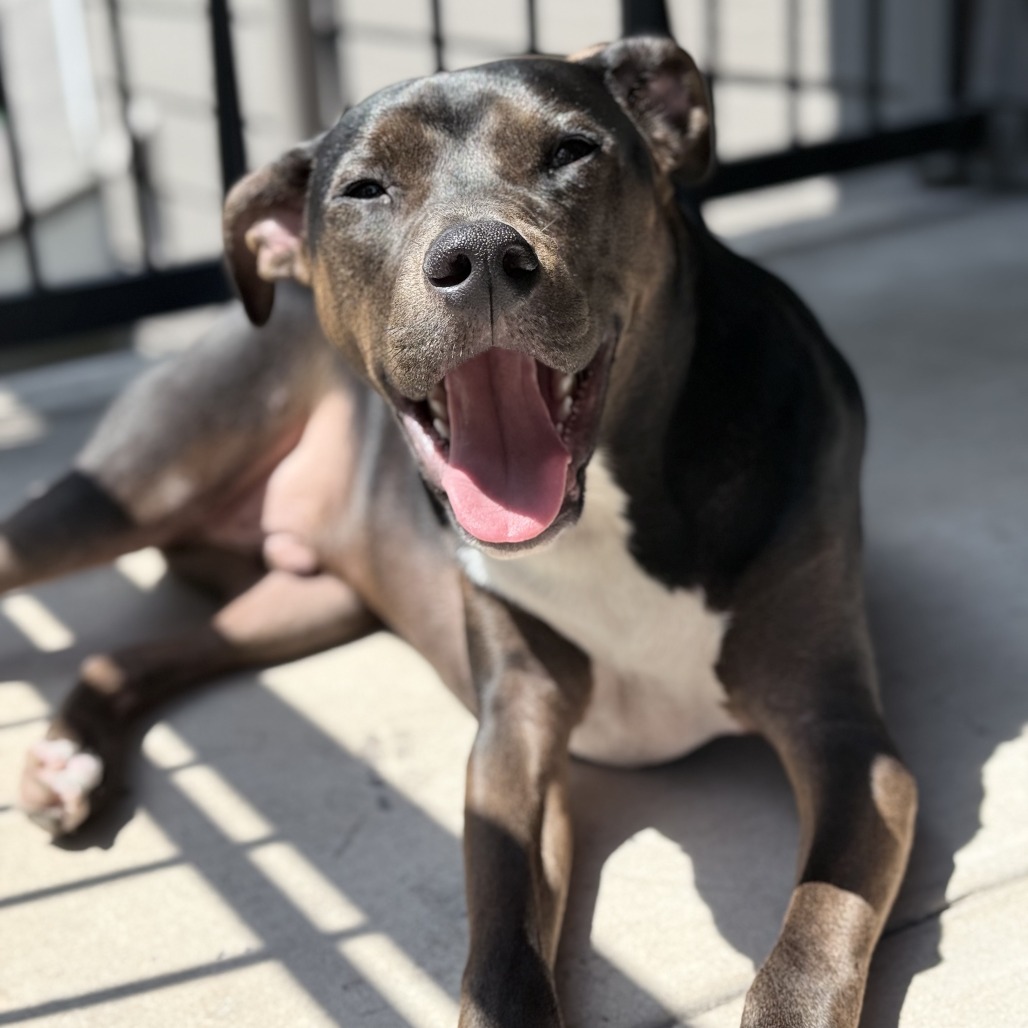 APOLLO - Retriever, Labrador / Mix available for adoption