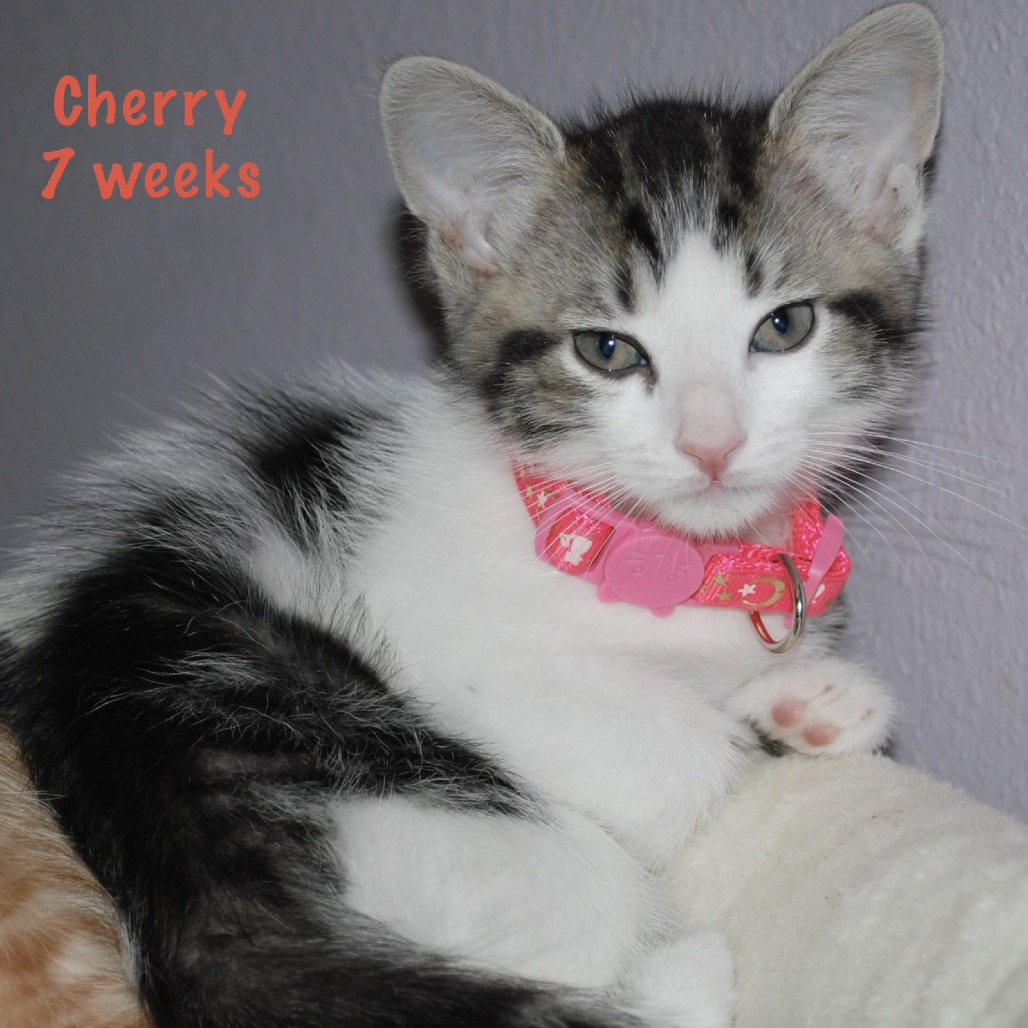 Cherry, photo 3
