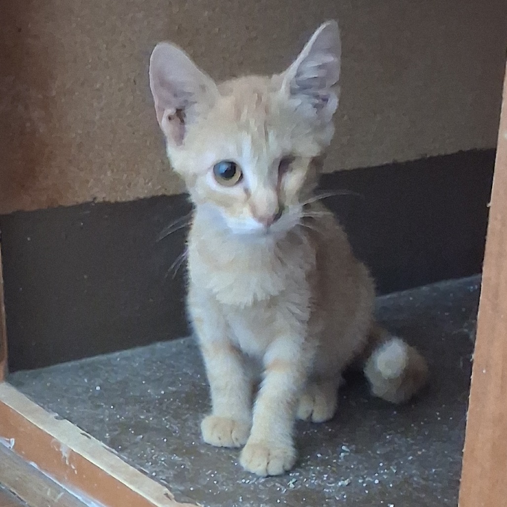 Photo of Clemenza, a cat adopted from Gulf Coast Humane Society