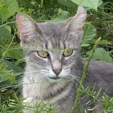 MIMI - Domestic Shorthair available for adoption