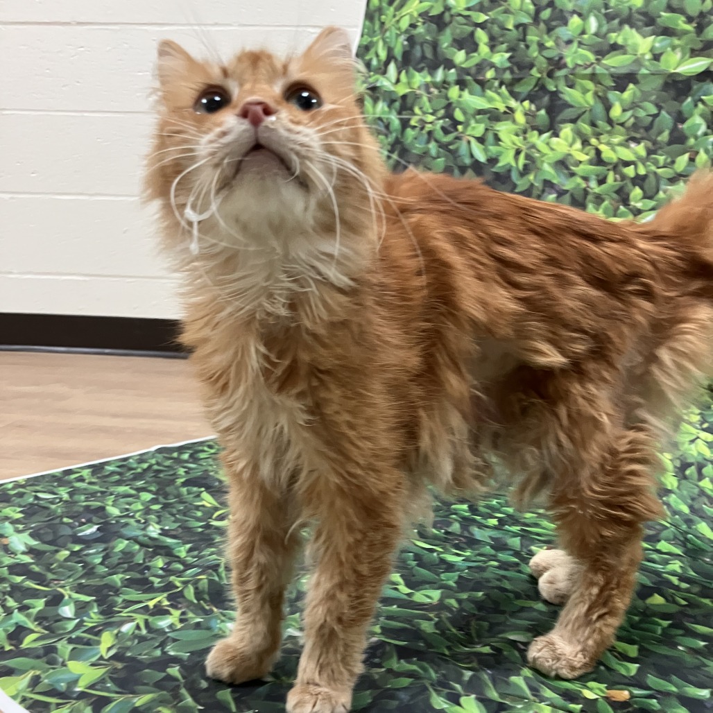 Ferdinand — thumbnail 5