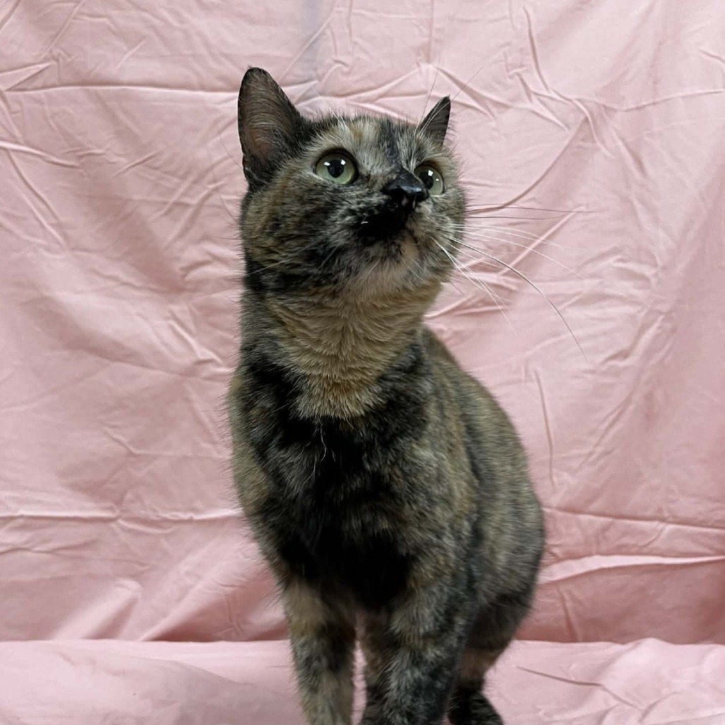 Babka — thumbnail 4