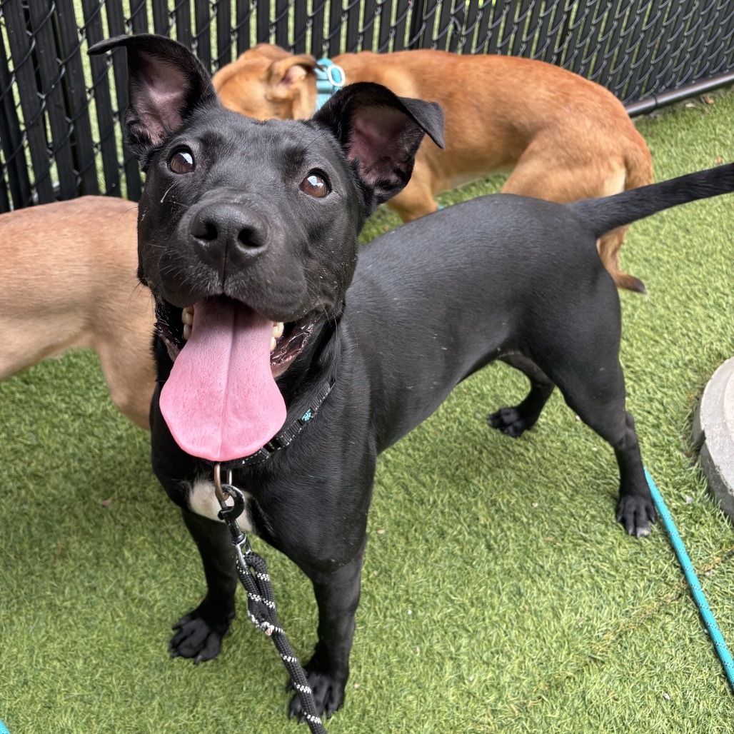 HERMAN - Mixed Breed (Medium) available for adoption