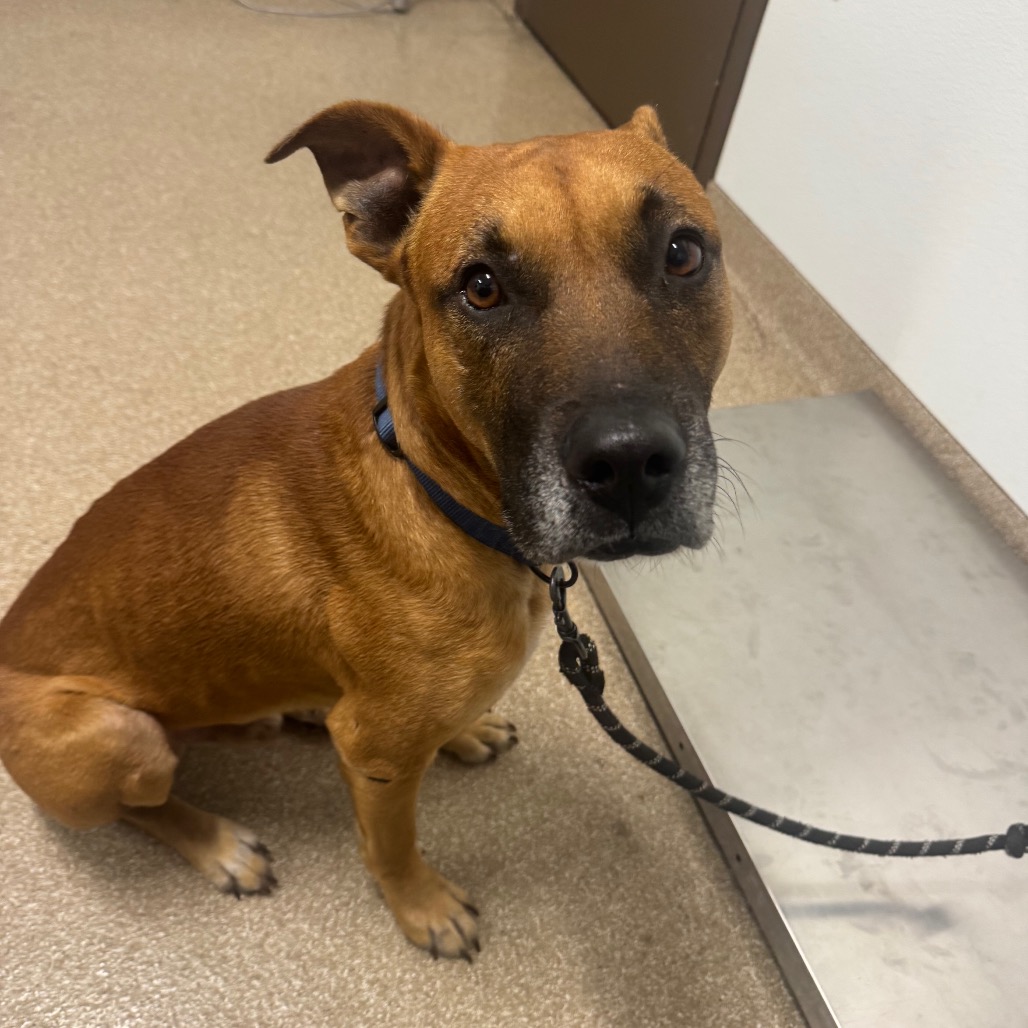 CHUCK - Retriever, Labrador / Mixed Breed (Medium) available for adoption