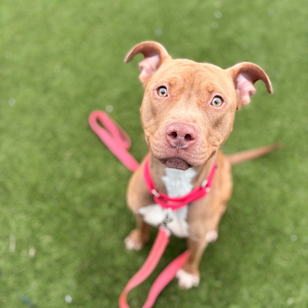 Rosie — thumbnail 2