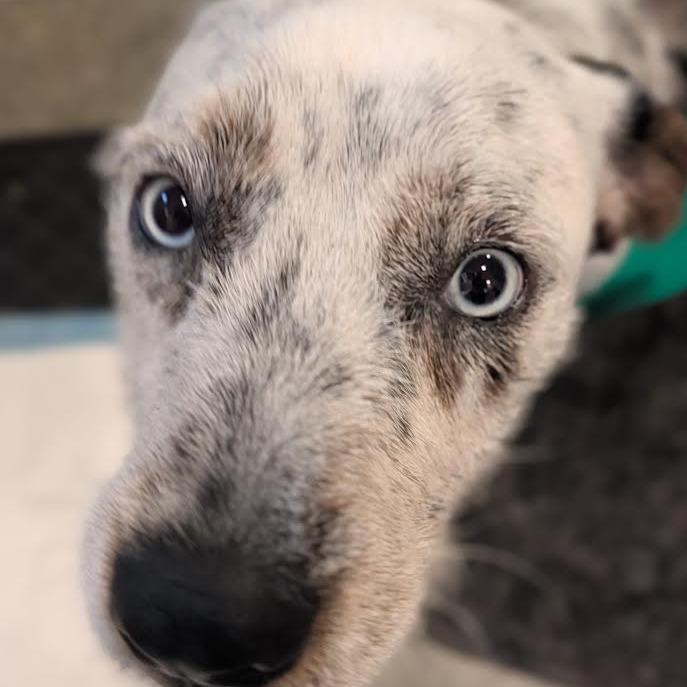 DUCKY - Mixed Breed (Medium) available for adoption
