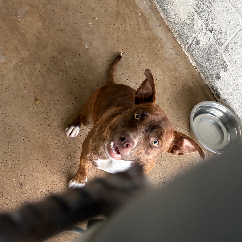 LEYLA - Terrier / American Staffordshire available for adoption