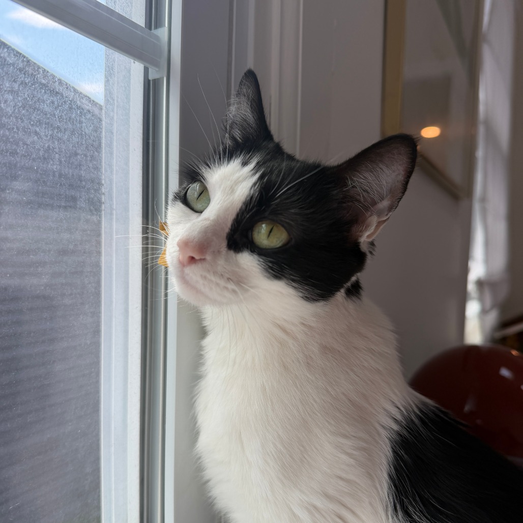 BARNEY - Domestic Shorthair available for adoption