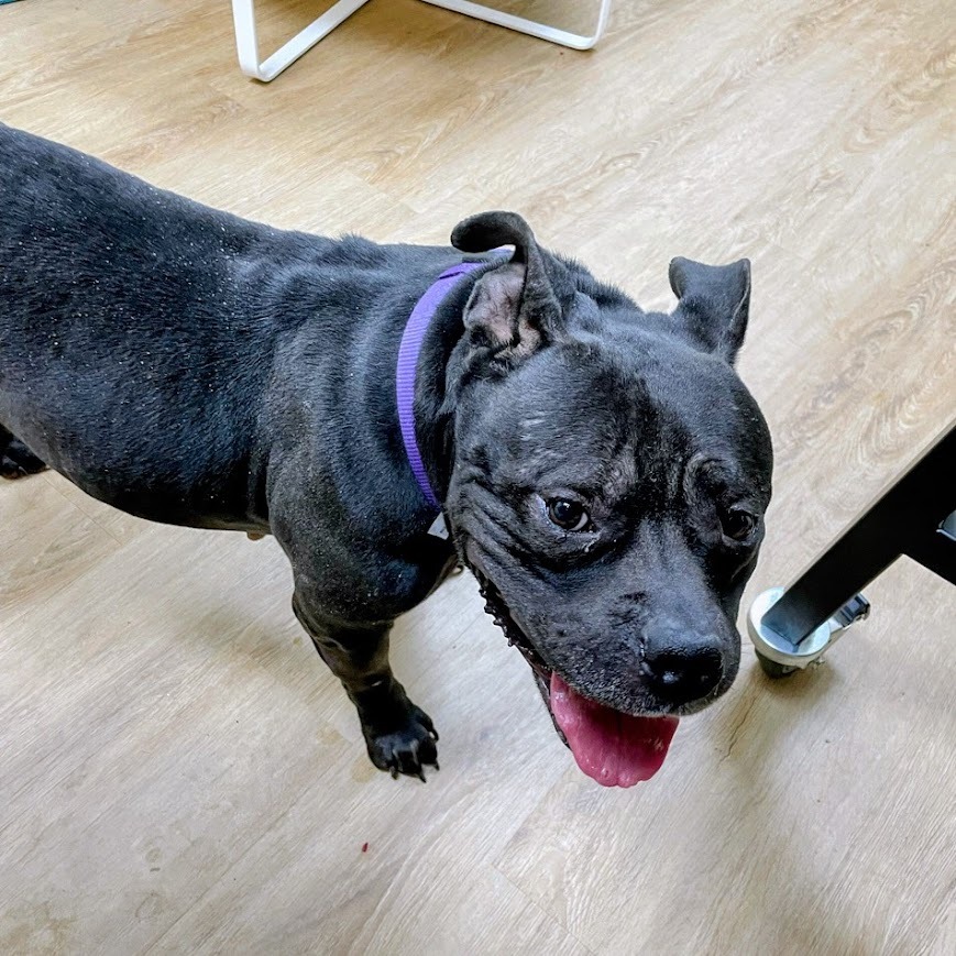 Royal — thumbnail 5