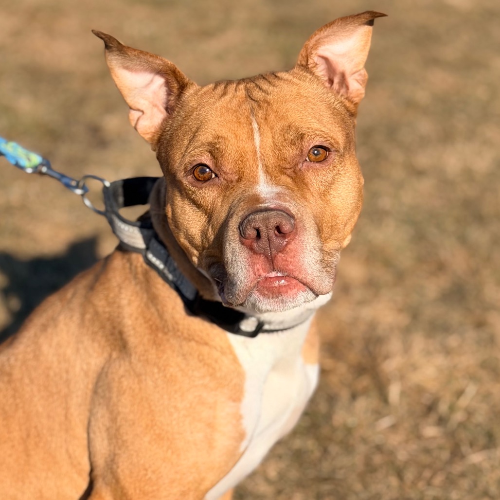 Simba — thumbnail 3