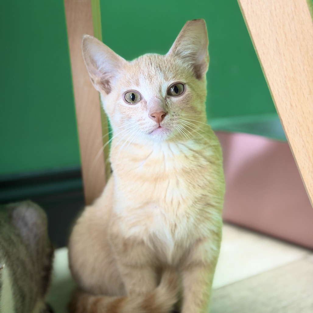 DOODLE BEAR - Domestic Shorthair available for adoption